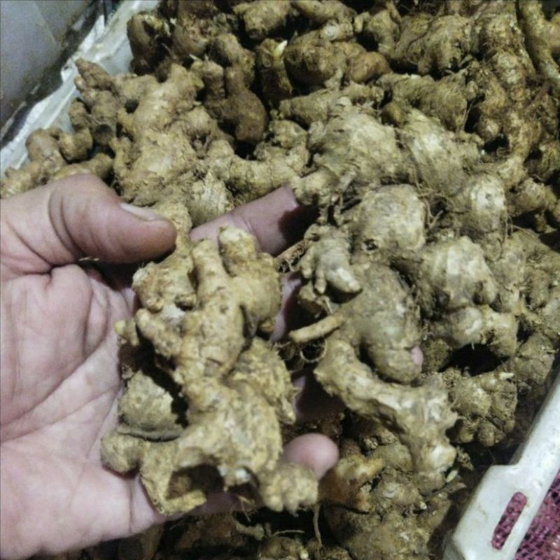 

KODE A Jahe Emprit 1kg Mprit Segar Asli Emprit Jawa ada sisa tanah