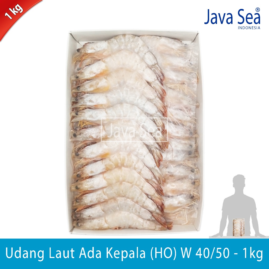 

Udang Laut Utuh Ada Kepala HO W 40/50 pack 1kg Java Sea