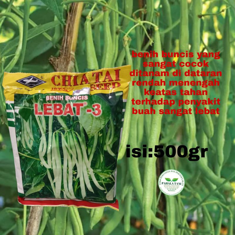 LEBAT-3/benih buncis/bibit buncis/benih buncis 500 gr/bibit buncis kapal terbang