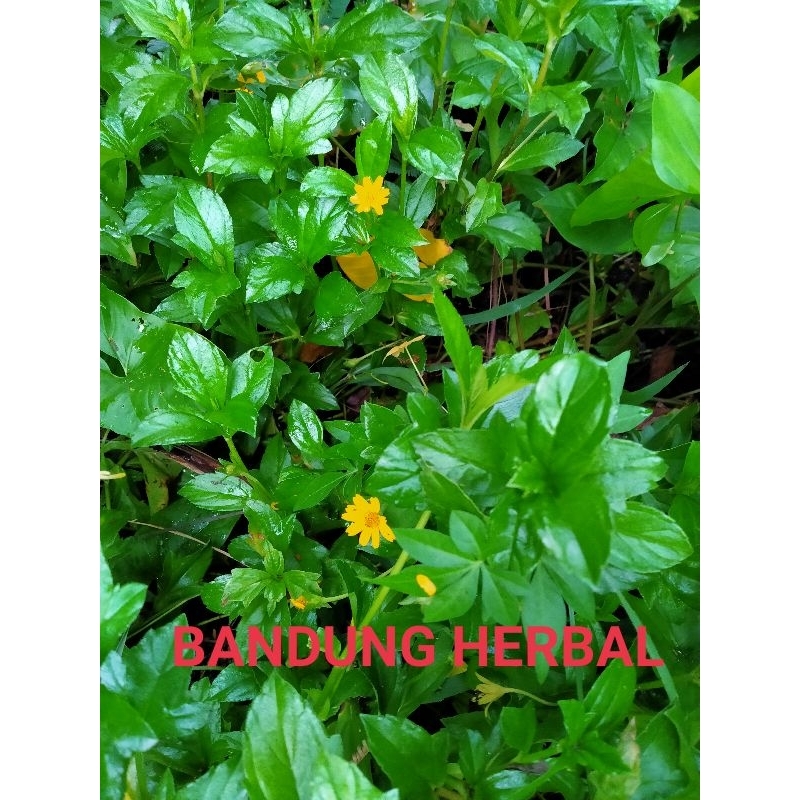 

daun wedilia chinensis jotang segar obat herbal 500grm langsung petik