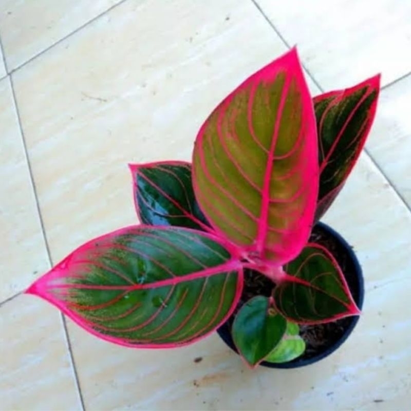 Aglonema kanza anakan