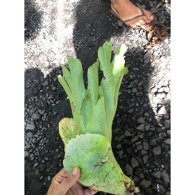 PLATYCERIUM WANDAE CABUTAN | SIMBAR PAPUA | EKONOMIS | TANAMAN HIAS