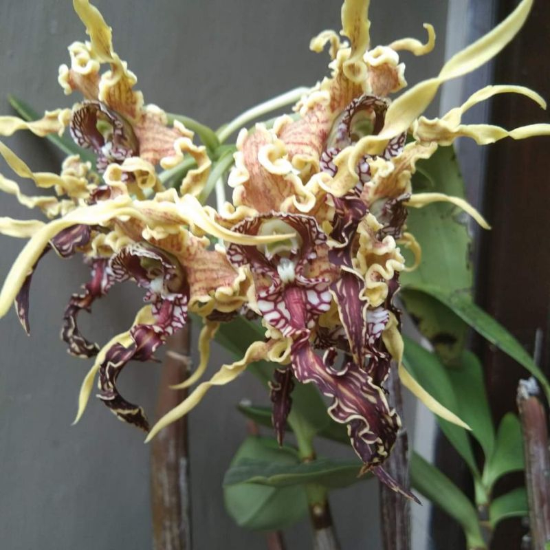 Dendrobium Spectabile (jumbo)