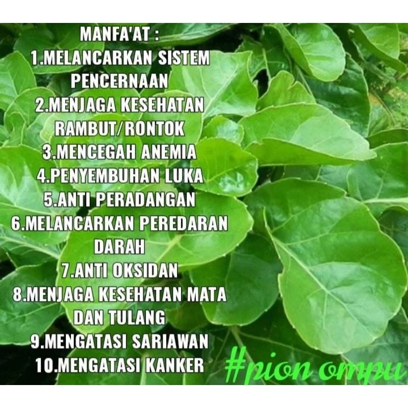 

DAUN MANGKOAN 100 LEMBAR