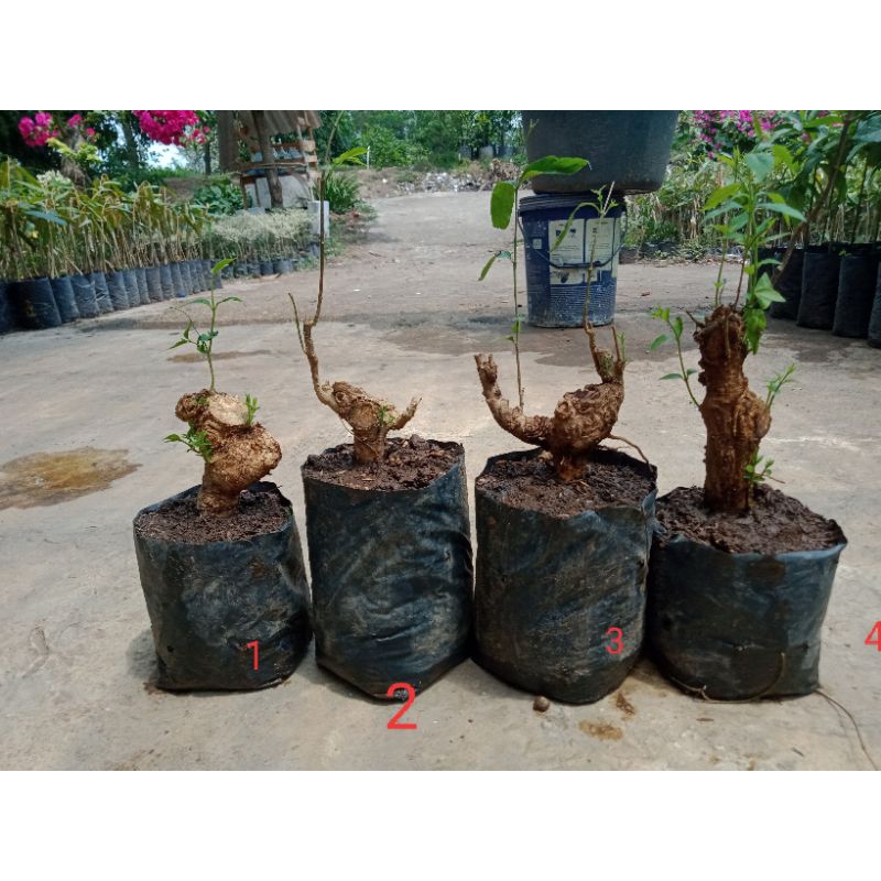 Bahan Bonsai Dongkelan Mentaos Okulasi Anting Putri