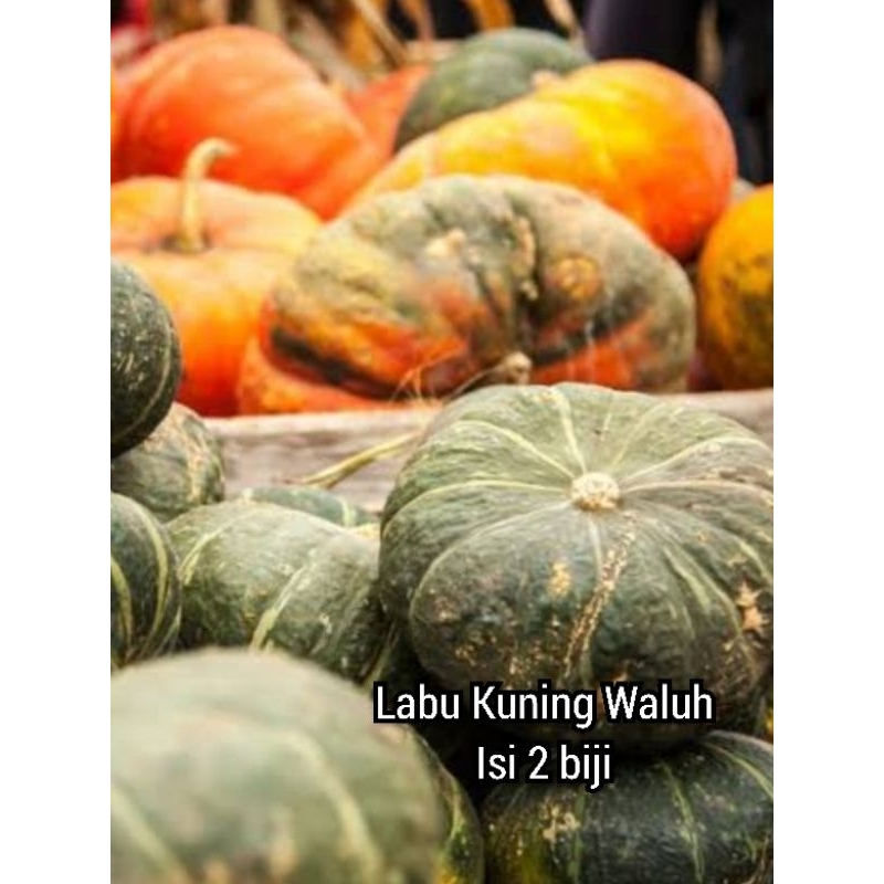 Benih Labu Kuning Waluh