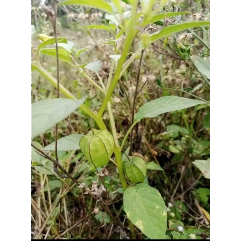 

Daun Ciplukan-Cecenet Herbal Berkhasiat 500Gram