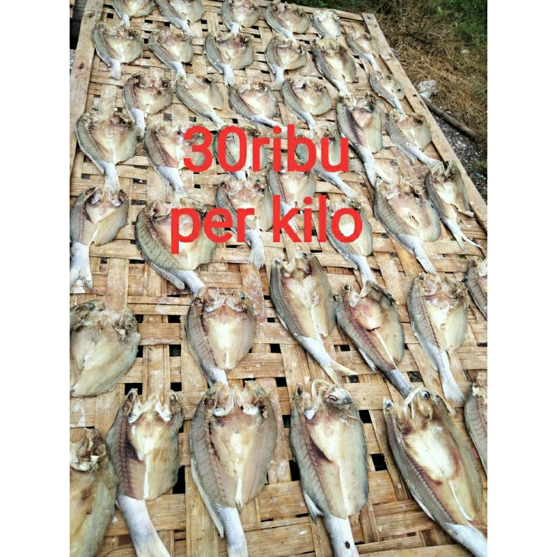 

ikan asin kepala batu (belah)