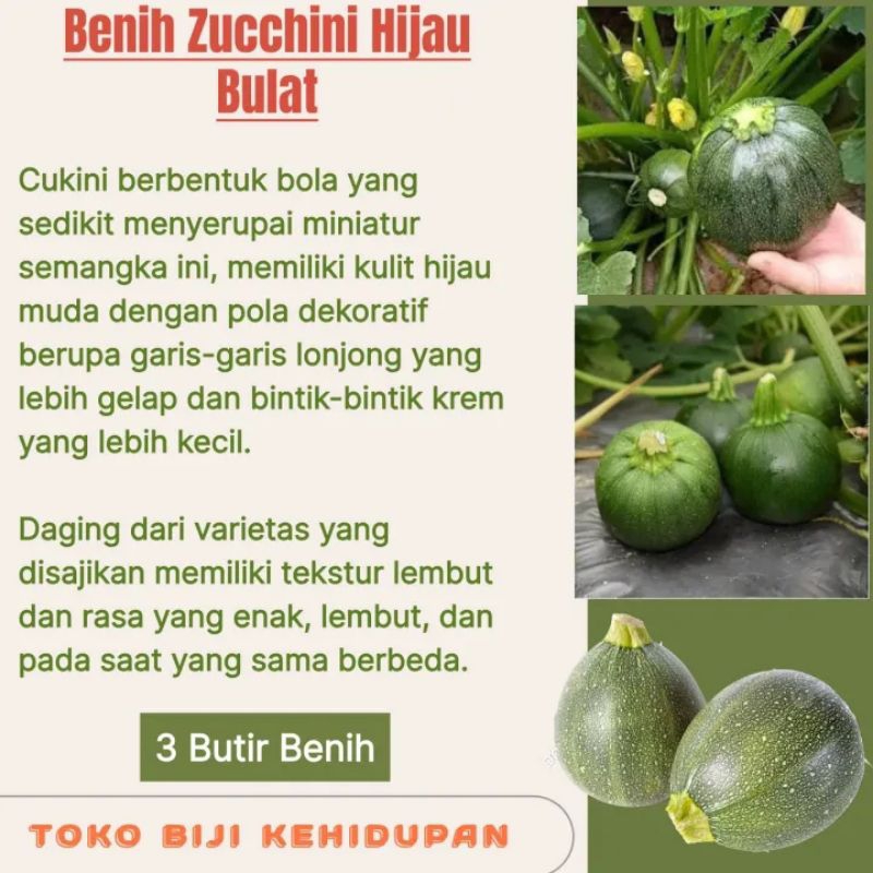 3 BUTIR BIJI/BENIH ZUCCHINI HIJAU BULAT
