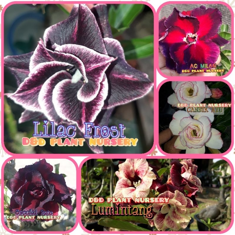 Paket ENTRES adenium bunga tumpuk(5 warna)