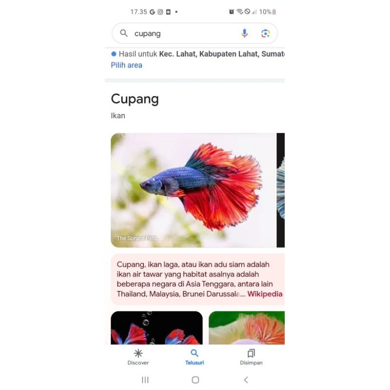 hiasan aquarium cupang