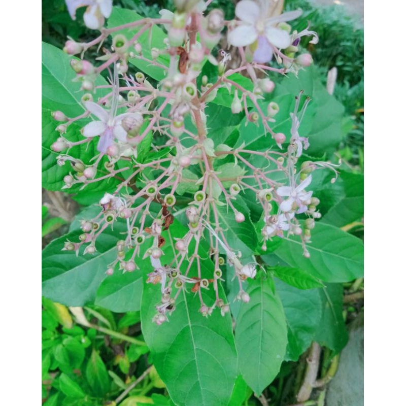 

daun srigugu/senggugu segar 20lembar