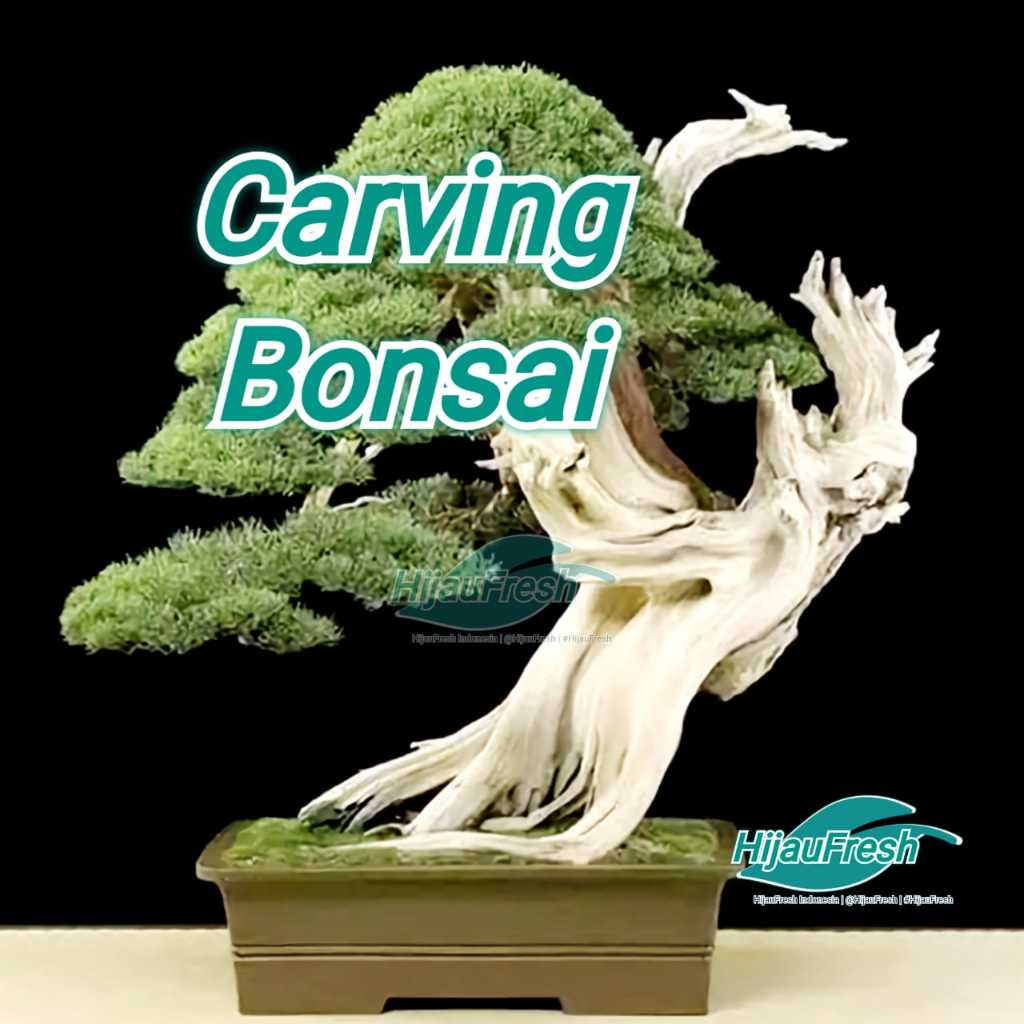 Alat Pahat BONSAI | Alat Ukir Bonsai | Alat Carving Bonsai | HijauFresh | @HijauFresh | #HijauFresh