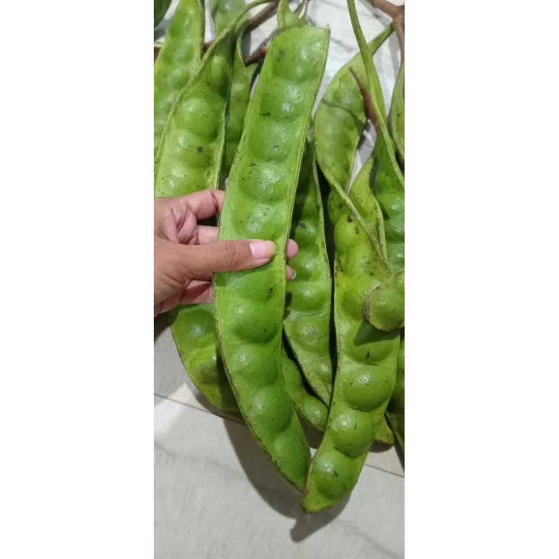 

Pete / Petai murah super biji besar