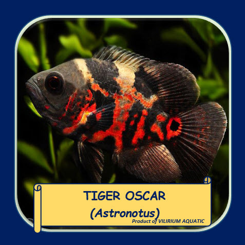IKAN HIAS AIR TAWAR - OSCAR TIGER 3"(±7,5cm)