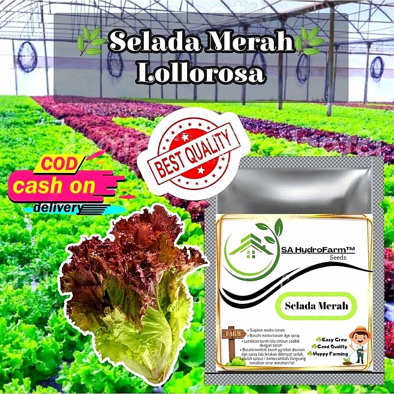 Benih Bibit Selada Merah Lolorosa F1 Kualitas Super Unggul Kemasan Ekonomis Termurah