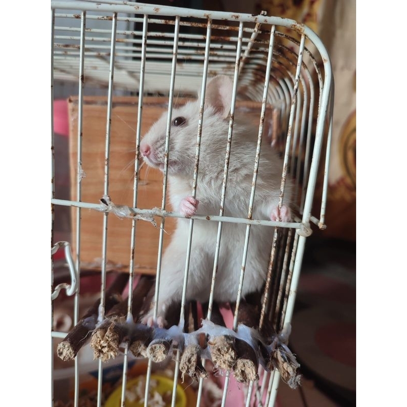 Hamster Syrian Indukan