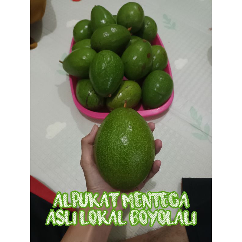 

ALPUKAT MENTEGA ASLI LOKAL BOYOLALI MURAHHH!!!