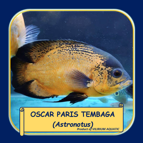 IKAN HIAS AIR TAWAR - OSCAR PARIS TEMBAGA