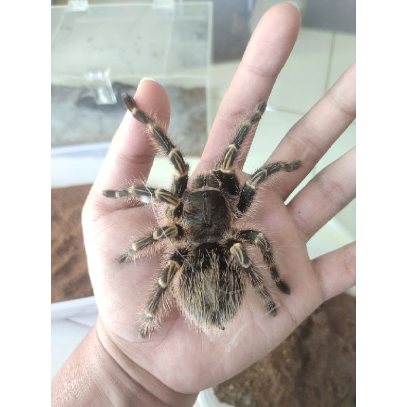 Tarantula Grammostola pulchripes FEMALE