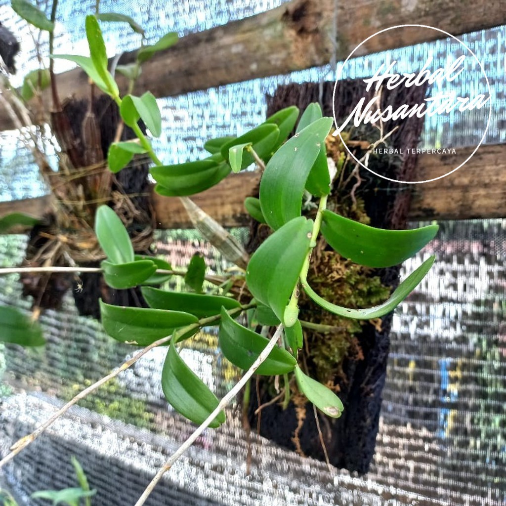 Tanaman Anggrek Merpati Bunga Putih Elegan