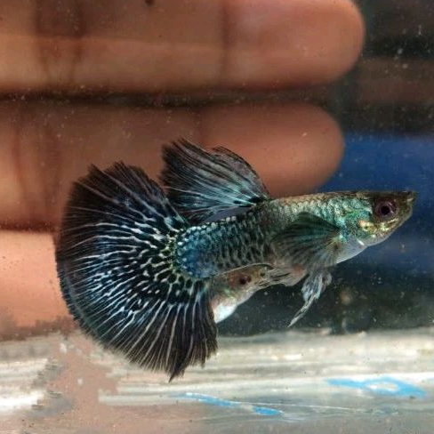 packing box seterofoam guppy platinum blue dragon
