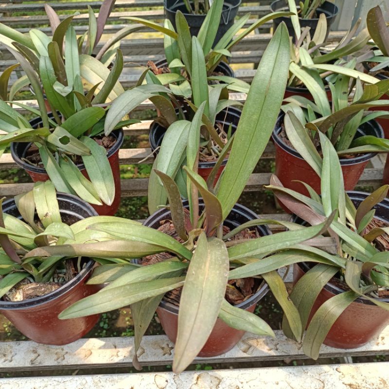 anggrek Doritis rumpun