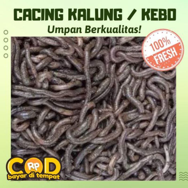 CACING KALUNG / kebo 100grm