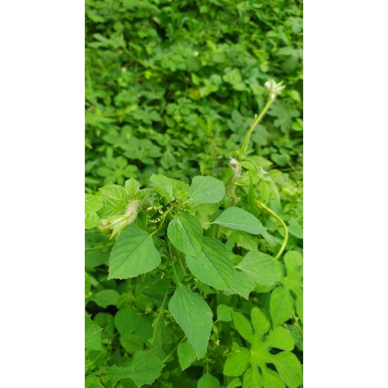 belalang hidup,buat hiasan