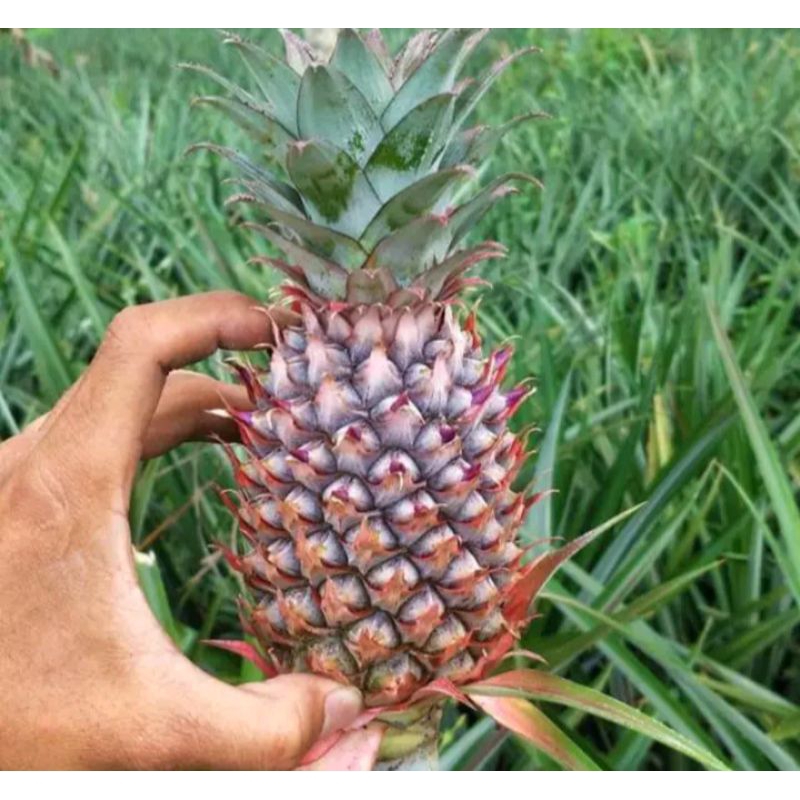 

1kg buah nanas muda super segar beli 3 gratis 1