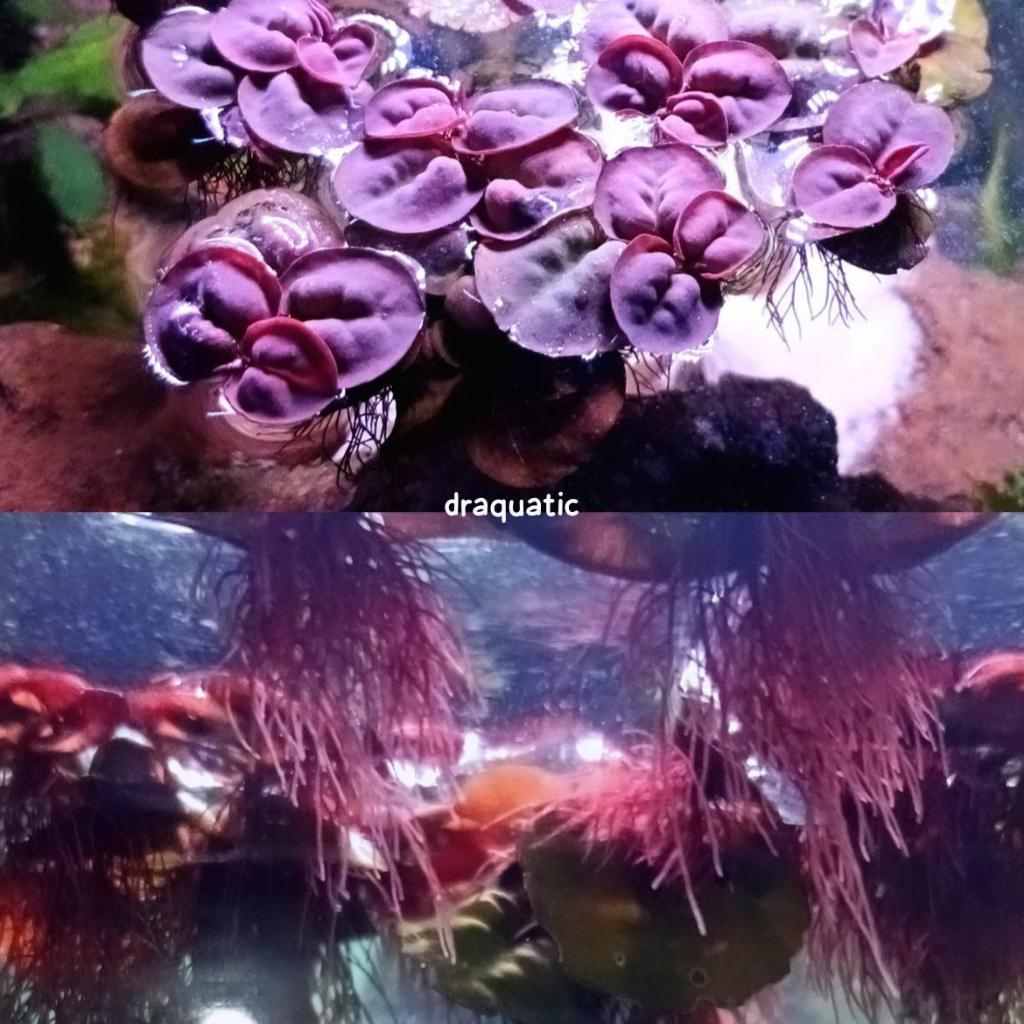 Tanaman Apung Phyllanthus Fluitans | Tanaman Air Apung Aquascape