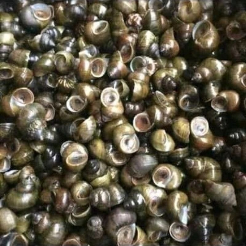 

Siput mentah 1Kg