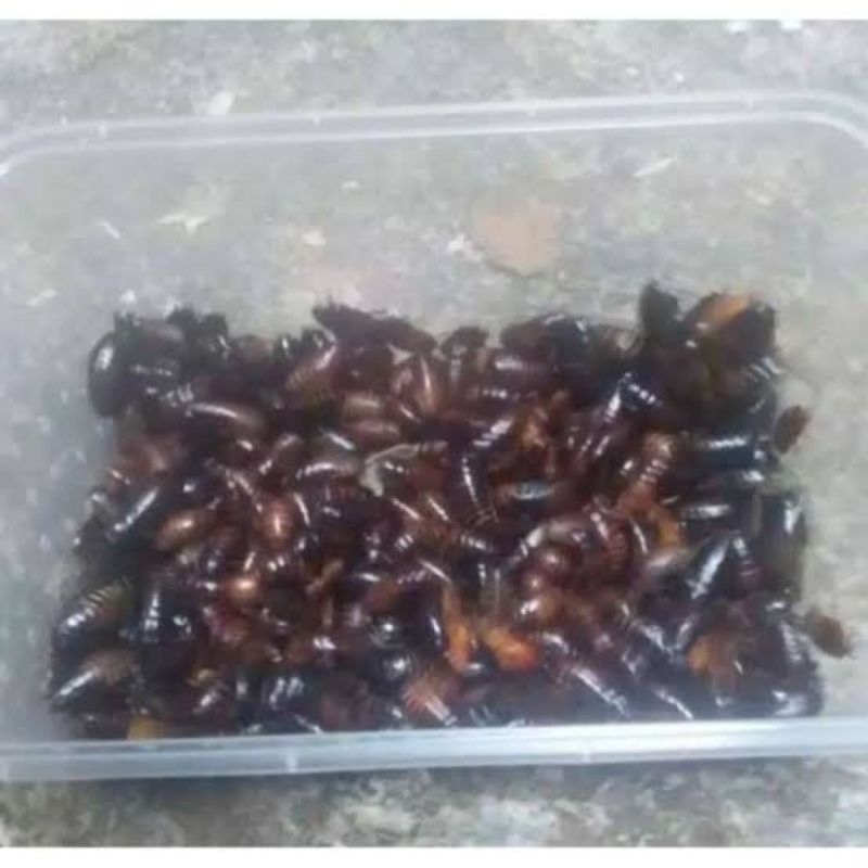 Umpan Kecoa batu , Keterlak , Ceremende ,Umpan Galatama Lele