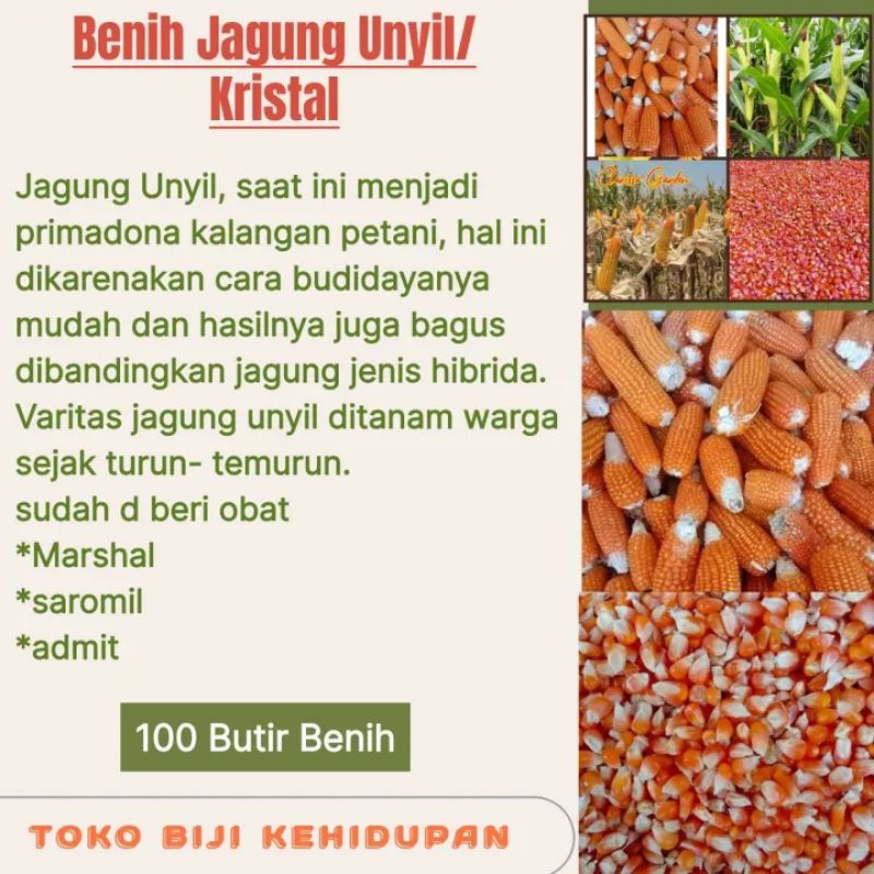 BIJI BENIH TANAMAN JAGUNG UNYIL/JAGUNG KRISTAL