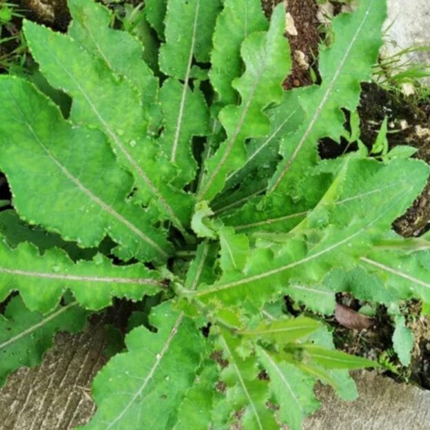 

Daun Tempuyung seagar 1 kg