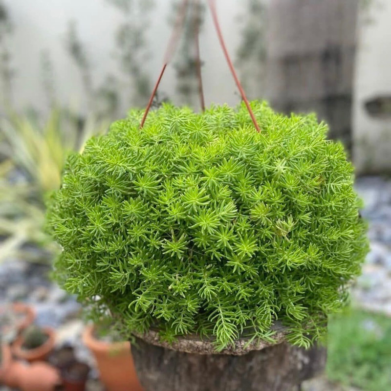 Sukulen Sedum Angelina