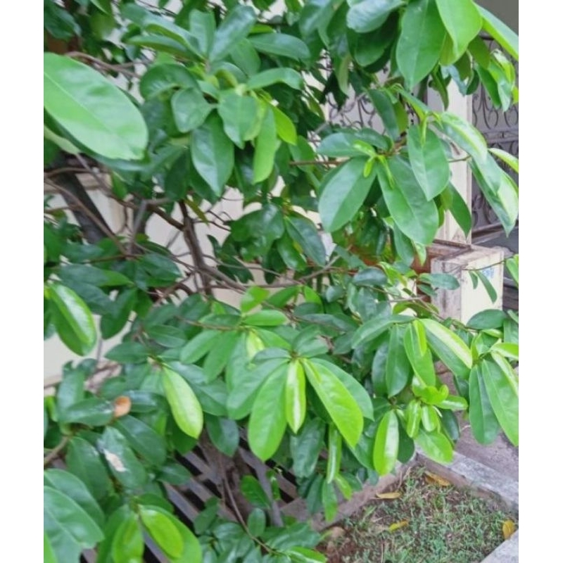 

Daun Sirsak Segar Kaya Manfaat 1 Kg Daun Sirsak Obat Herbal Tumor Dan Kanker