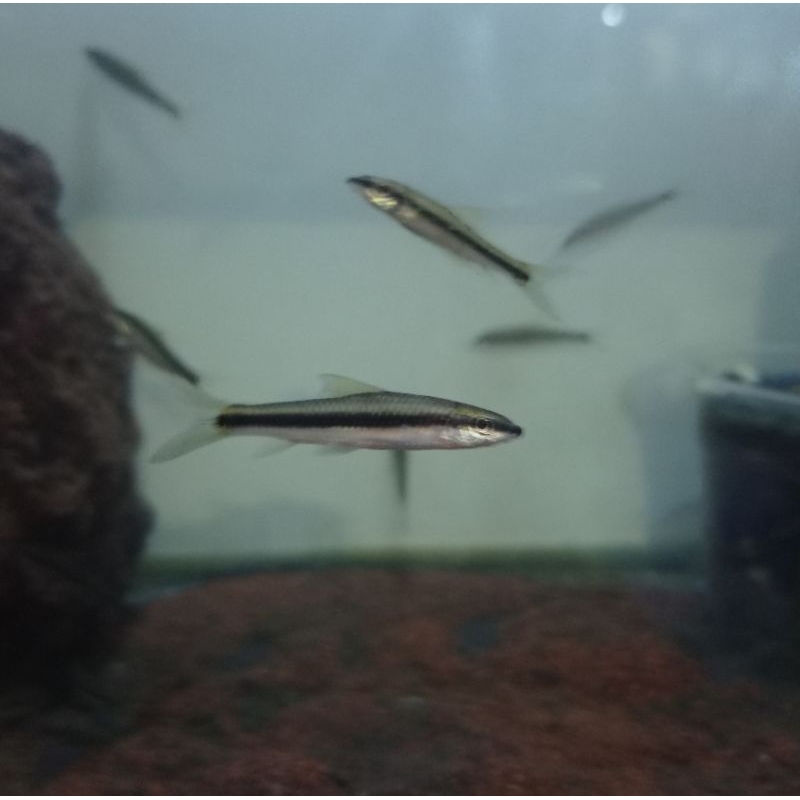 Siamese Algae Eater / SAE Pemakan Alga & Lumut