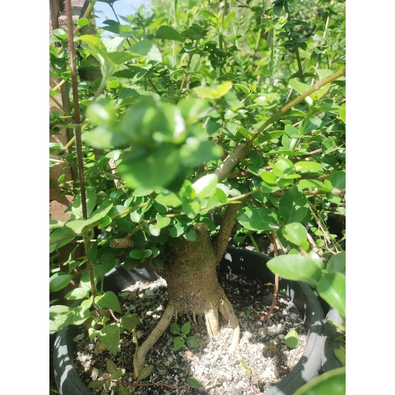 bonsai sancang prospek