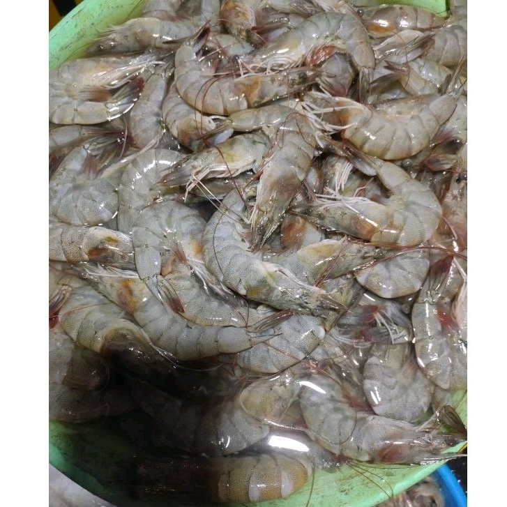 

UDANG SEGAR | UDANG SUPER | UDANG VANAMAI | UDANG FRESH | UDANG UKURAN SEDANG |