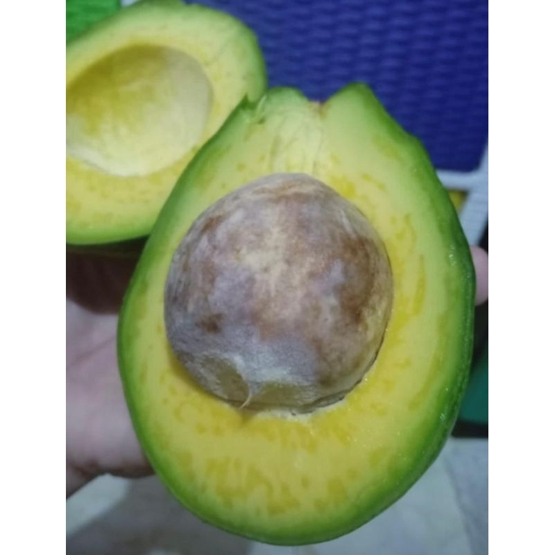 

ALPUKAT MENTEGA LAMPUNG 1KG ISI 3-5 (TERGANTUNG UKURAN)