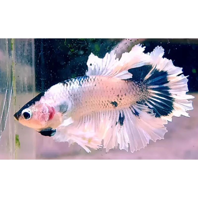 KING ROSETAIL
