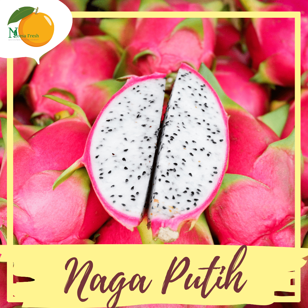 

TERMURAH! Buah Naga Putih Fresh 1 buah ±500gram Langka