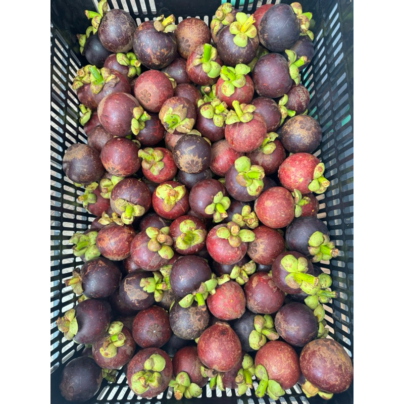 

Manggis Kualitas Grade B