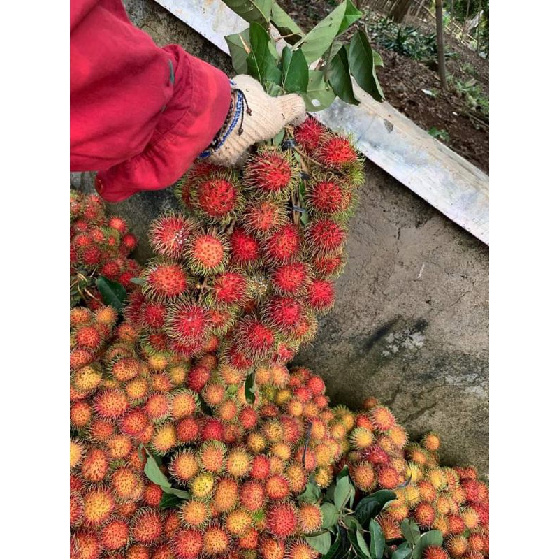 

Rambutan simacan