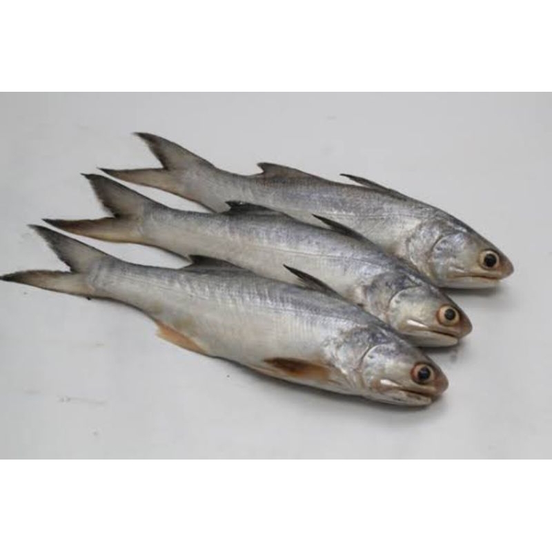 

Ikan Senangin 500 gr (Ikan Segar)