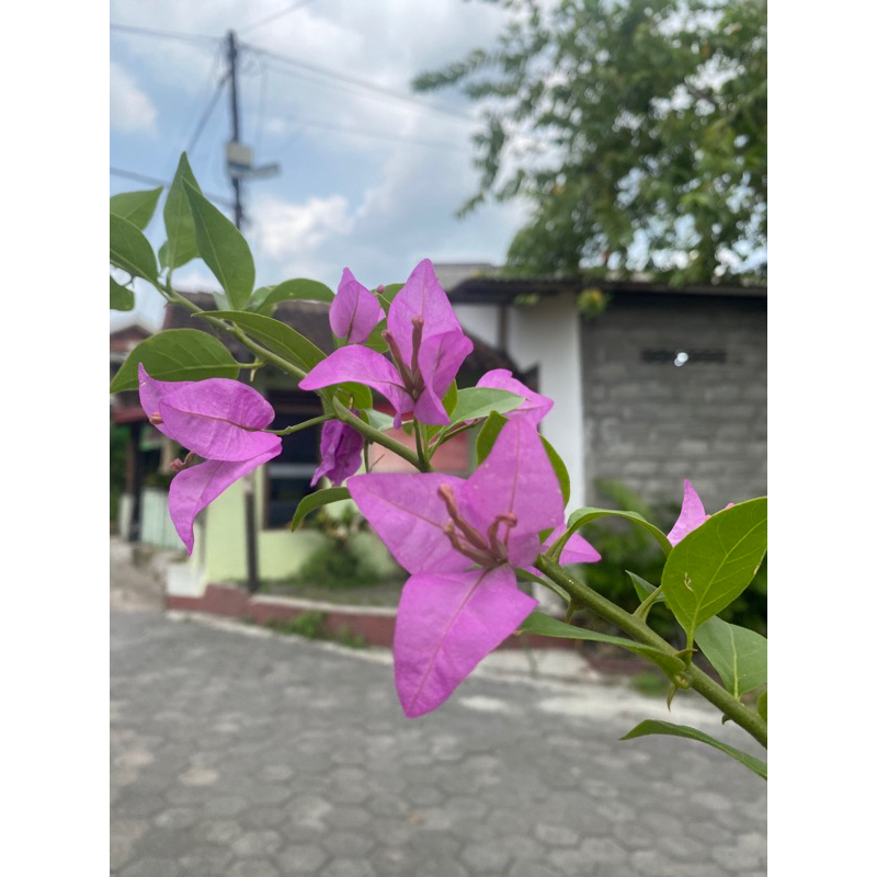 Bahan Bonsai Bugenvile Batang Besar Bougenville