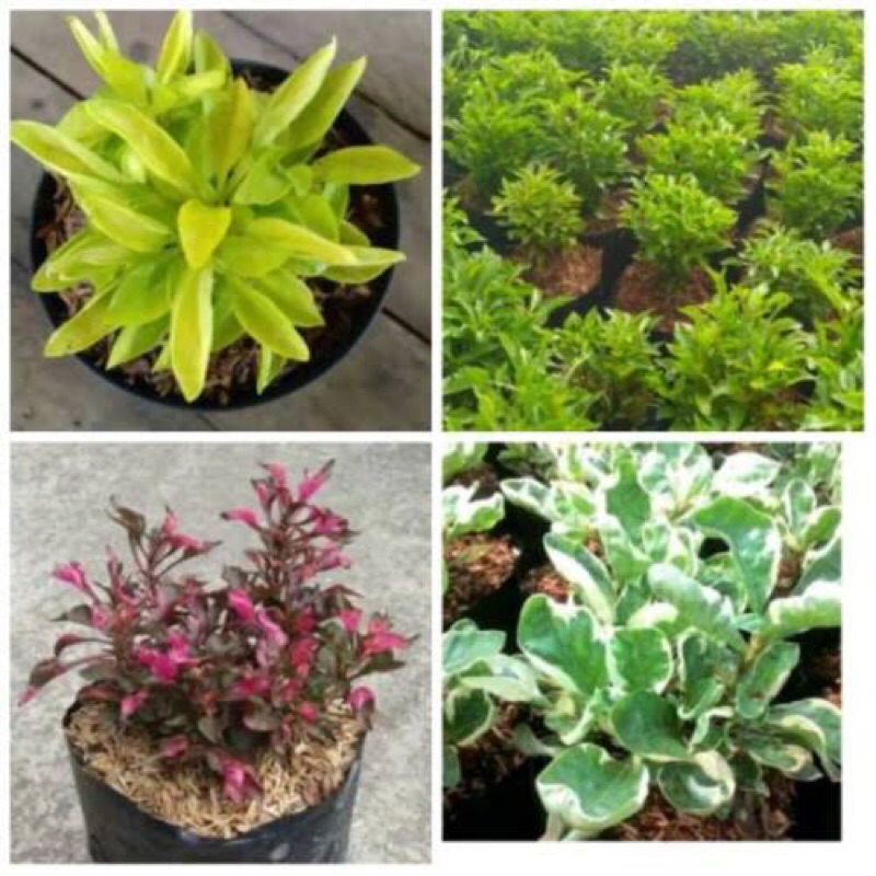 4 jenis tanaman hias krokot kuning hijau merah dan putih