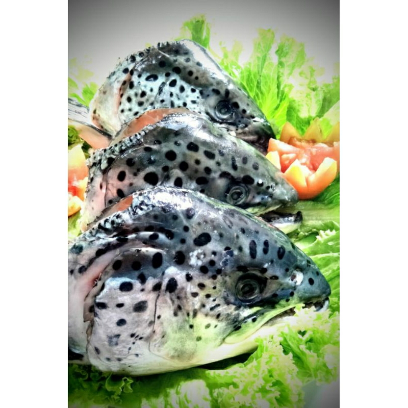 

Kepala Ikan Salmon