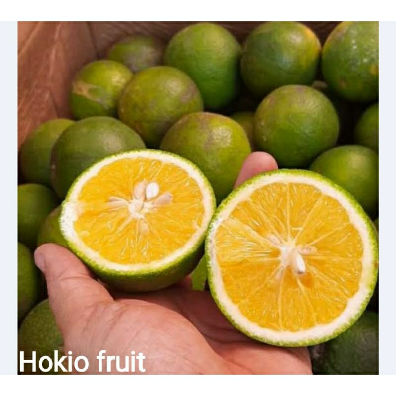 

Jeruk Baby / Jeruk Java ❤️Hokiofruit❤️
